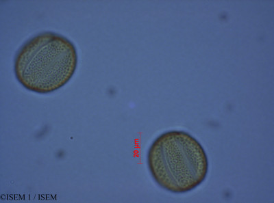 ISEM 1/Salvia_corrugata_28082/Salvia_corrugata_28082_0001(copy)_thumb.jpg